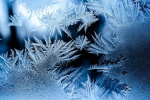 Ventana invernal — plagas ocultas en invierno