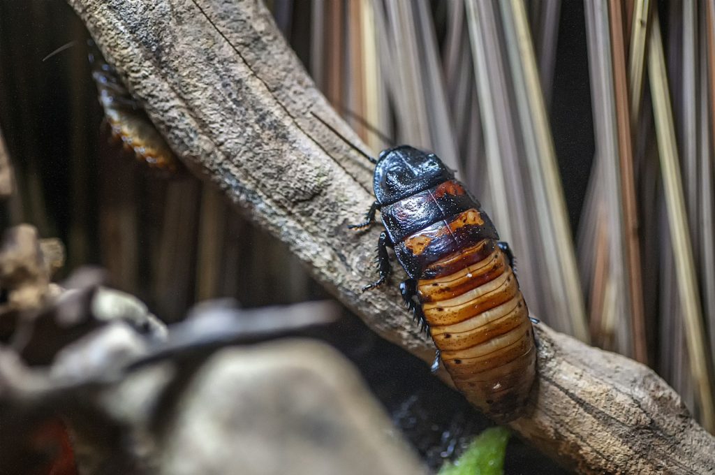 Cucaracha — guía para eliminar cucarachas en casa
