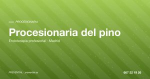 Procesionaria del pino: endoterapia - Prevential Madrid