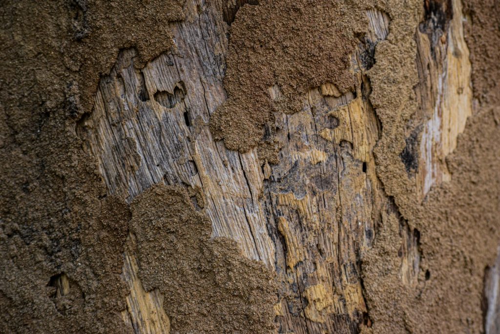 Madera dañada por termitas y carcoma