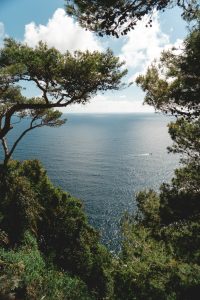 Pinar mediterráneo donde se aplican trampas con feromonas